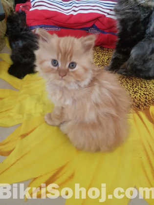 Pure Persian male kittens